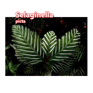 Selaginella picta